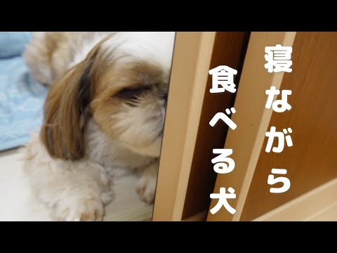 【寝てる時も食べたいと思う欲求が見えた瞬間でした】【シーズー犬Vlog】