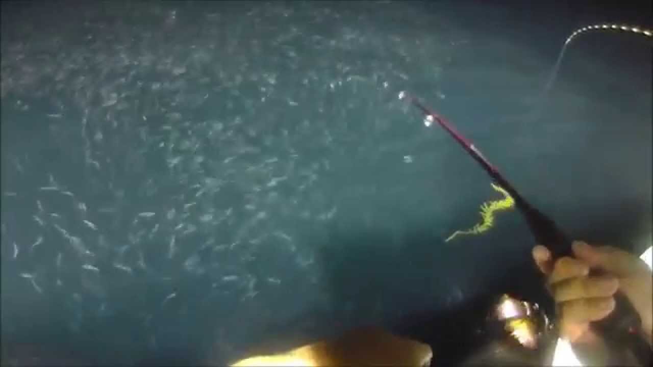 表層に浮いて来たケンサキイカを釣る方法 Youtube