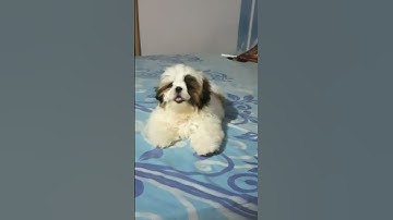 Thumbnail of Shih tzu puppy barking 🐶 #shorts #shihtzu