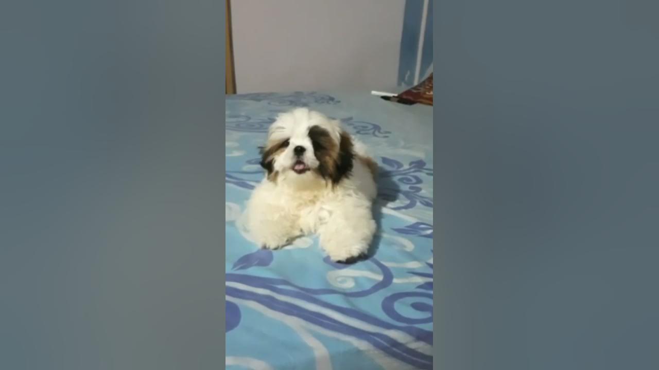 Shih tzu puppy barking 🐶 #shorts #shihtzu Shih tzu puppy barking 🐶 #shorts #shihtzu