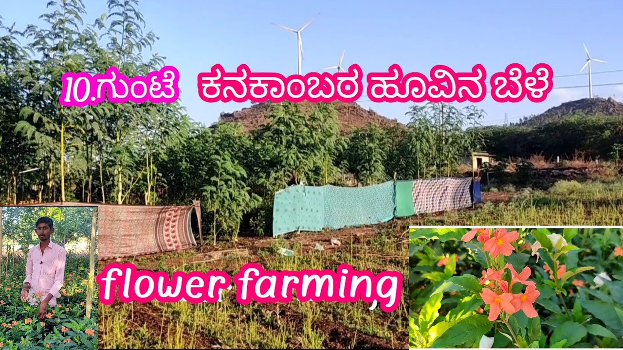 10. ಗುಂಟೆಯಲ್ಲಿ ಯುವ ಕೃಷಿಕನ ಲಾಭದಾಯಕ ಕನಕಾಂಬರ ಹೂವಿನ ಬೆಳೆ flower farming success story