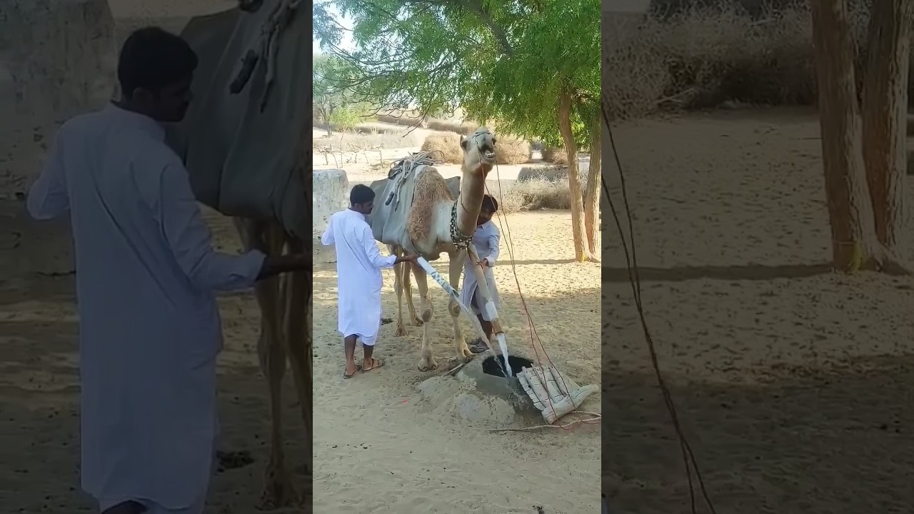 Camel work In Village Life 