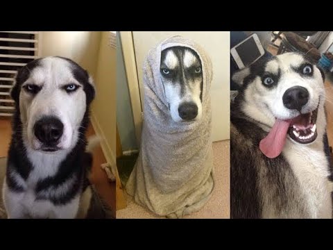 Funny Husky Videos