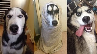 Funny Husky Videos Compilation - Cute Baby Husky Puppies - Husky Dog Talking - Huskies I Love You by Adorable Animals 1,893 views 3 years ago 6 minutes, 37 seconds