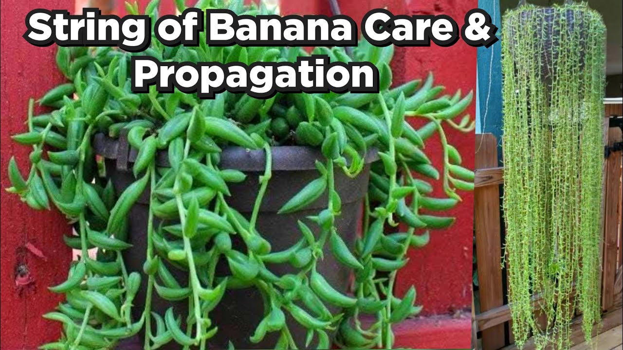 String Of Banana Plant Care /  String Of Banana Propagation / String of Banana Care / Succulent Care