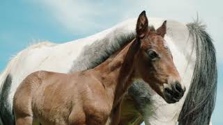 New foal Captain Tom named after fundraising hero Captain Tom Moore