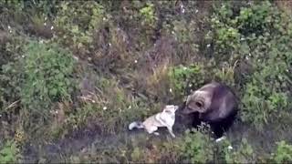 На Камчатке лайка убежала от людей и подружилась с медведями