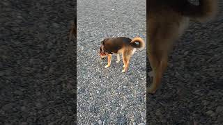 今日のプッチ③ #大型犬のいる生活 #犬 #puppy