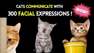 Cats Communicate with 300 Facial Expressions: What Are They Telling Us? |  Cat Facial Emotions