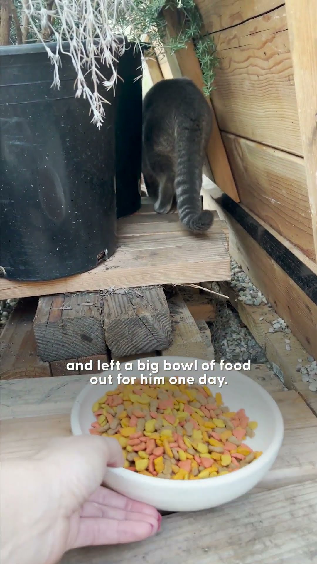 Cat Moves Into A Pottery Store And Finds A New Mom | The Dodo