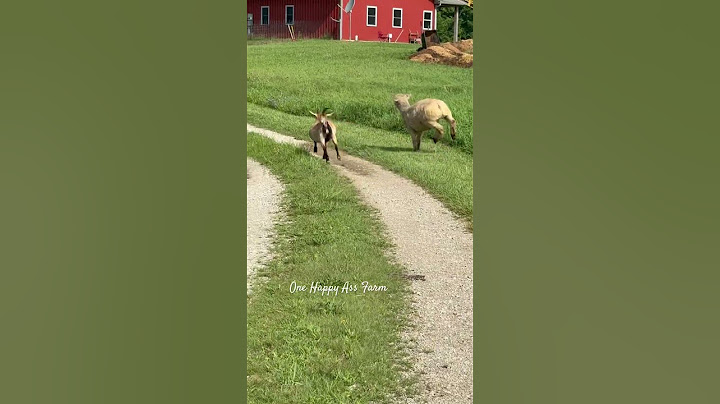 I can’t with these two 😂 #shorts #bennythesheep #megthegoat #funnyanimals