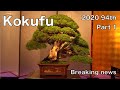 kokufu bonsai exbihibion 94th 2020 part 1