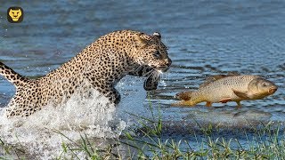 10 cosas que NO sabías de los leopardos
