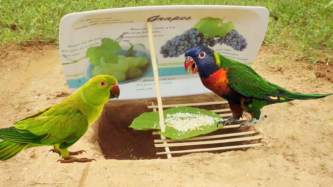 Parrot Bird Trap Make From plat & Deep Hole