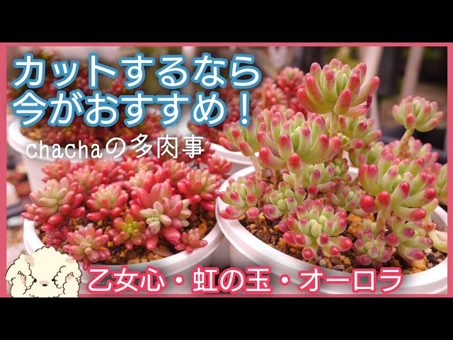 多肉植物】増やすなら今がおすすめ🌸乙女心・虹の玉・オーロラをカット