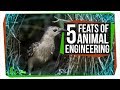 5 amazing feats of animal engineering