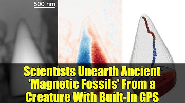 Scientists Unearth Ancient 
