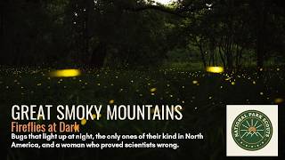 Great Smoky Mountains National Park: Fireflies at Dark