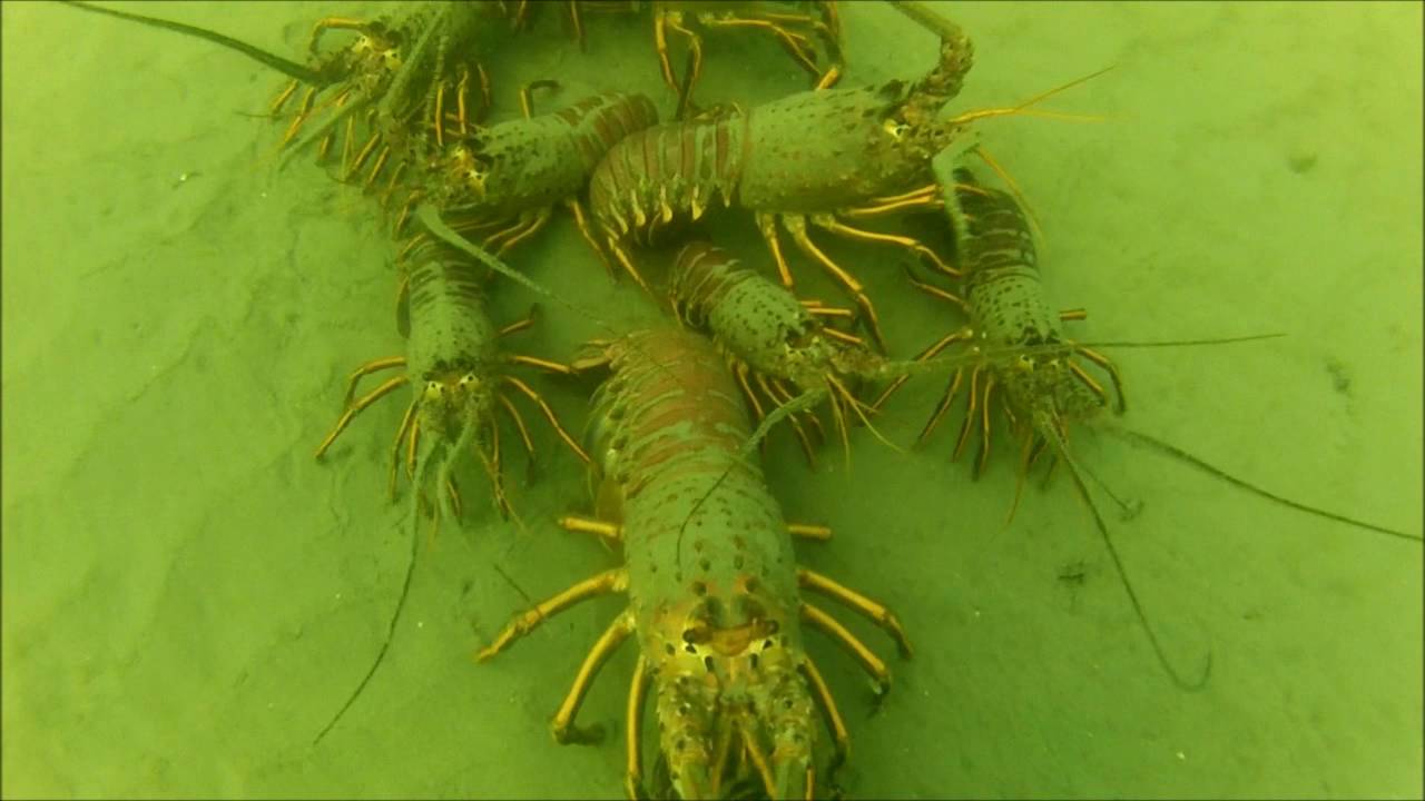 Bug Habitat Exploration - YouTube