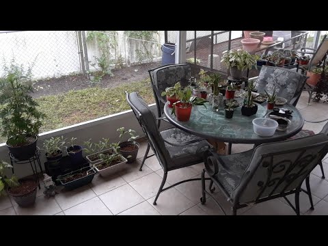 Video: Lanai/Porch Plant tour ?????