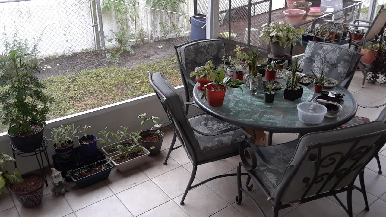 Lanai/Porch Plant tour