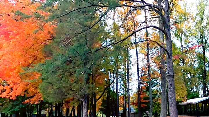[4k-🚶‍♂️🍁🍂] Fall Colors in Northern Virginia - 2022