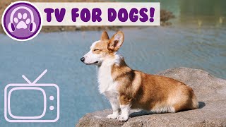 The BEST TV for Dogs! Fun Drone TV for Your Dog to Enjoy!