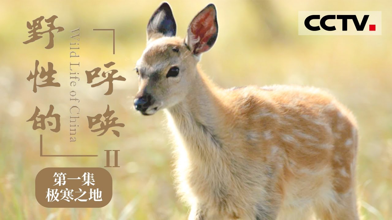 中國珍貴野生動物　中国珍貴野生動物　WILDLIFE OF CHINA　中国語？ 野性四季珍稀野生动物在中国》冷知识：东北虎吐舌头可不是在卖萌！一起
