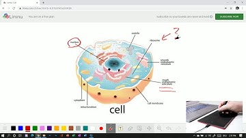 Start using Limnu with One by Wacom and Windows