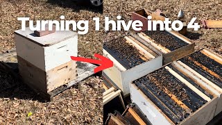 Complete Change of Plan While Splitting Bees