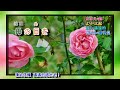 福壽草  小林幸子 字義版