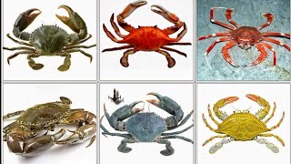 Download Lagu 7 Jenis Kepiting Terbesar di Dunia MP3
