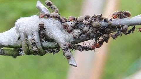 Metropolitan School June Session 2 Class 6 Science Lesson