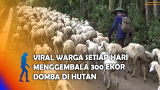 PONOROGO - Viral Warga Setiap Hari Menggembala 300 Ekor Domba Di Hutan
