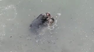Seal Love - Pair of Grey Seals mating