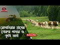 রোমানিয়ার গ্রামের গরুর খামার এবং কৃষি ফার্ম । Village firm in Romania (10.12.2021)