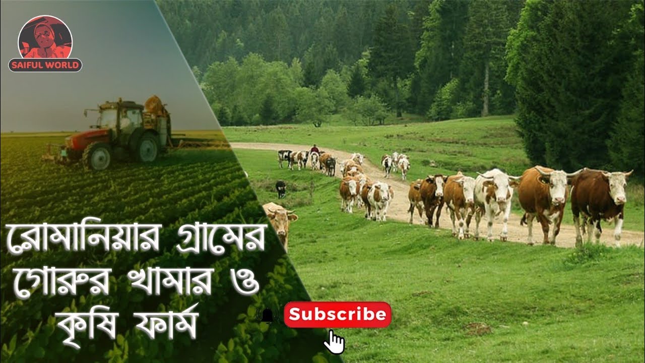 রোমানিয়ার গ্রামের গরুর খামার এবং কৃষি ফার্ম । Village firm in Romania (10.12.2021)