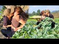 Harvesting the cauliflower garden to sell at the market  linhs new life