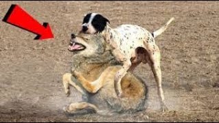 GERÇEK VİDEO! Köpek Kurt Karşılaşması ►► Kangal Pitbull Dogo Arjantin Alabai Doberman