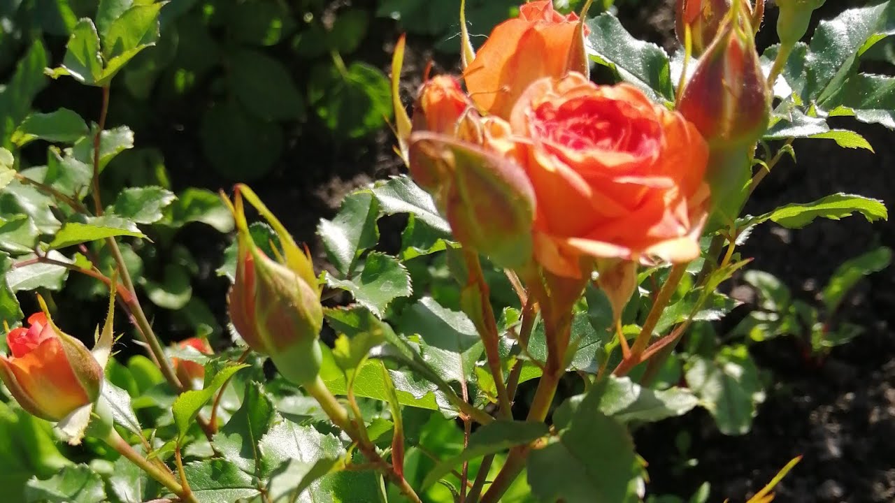 Как отличить розу от шиповника. Поросль шиповника на Розе. Отличие розы от шиповника по листьям. Отличить розу от шиповника.