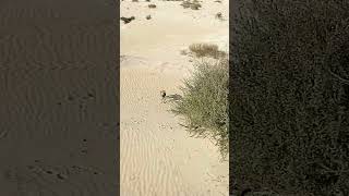 ثعلب الصحراء - الكويت - الحصني |  Desert Fox | Kuwait | Dji avata