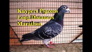 Kuypers Pigeons Long Distances