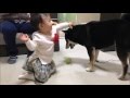 赤ちゃんと遊ぶ柴犬
