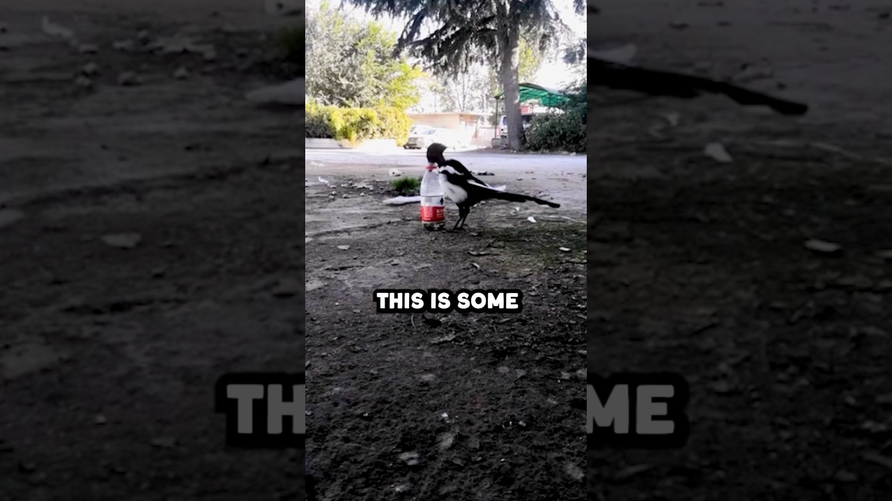 Animals Are SMARTER Than We Think