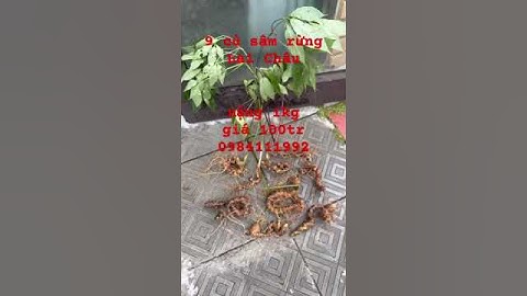 Lô #sâm_lai_châu_rừng già 9 củ/1kg #sâm_ngọc_linh #sâm_ngọc_linh_rừng