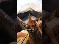 Saving a dying baby deer   #animal