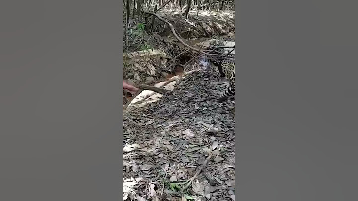 Quando a onça ataca 😰