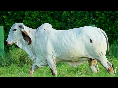 LOTE 49 - REMG1182 - Novilha Gir Leiteiro à venda à venda no 12º GIR E GIROLANDO