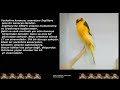 kanarya Ötüşü | Kanarya Sesi | Canary Singing-صيد طائر الكناري