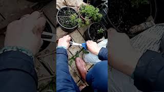 Новый лайфак, такие заморозки, что свечи не помогают #shortsvideo #garden #shorts